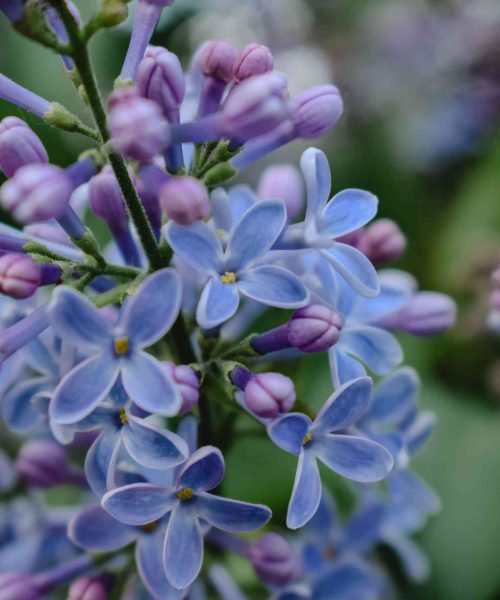 Natuurlijke behandeling van je klachten